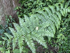 Diplazium viridissimum