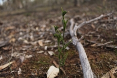Pterostylis sargentii