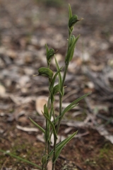 Pterostylis sargentii