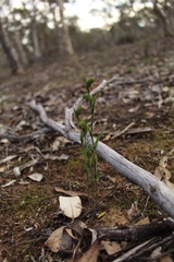 Pterostylis sargentii