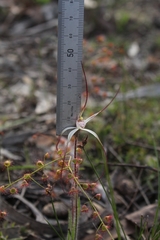 Caladenia hiemalis