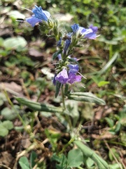 Echium vulgare