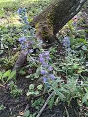 Echium vulgare