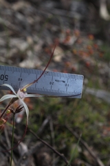 Caladenia hiemalis