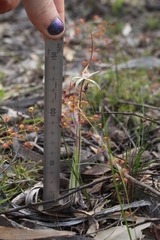 Caladenia hiemalis