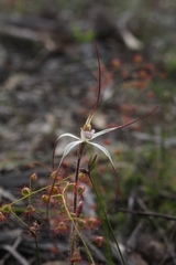 Caladenia hiemalis