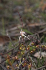 Caladenia hiemalis