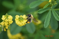 Bombus pascuorum