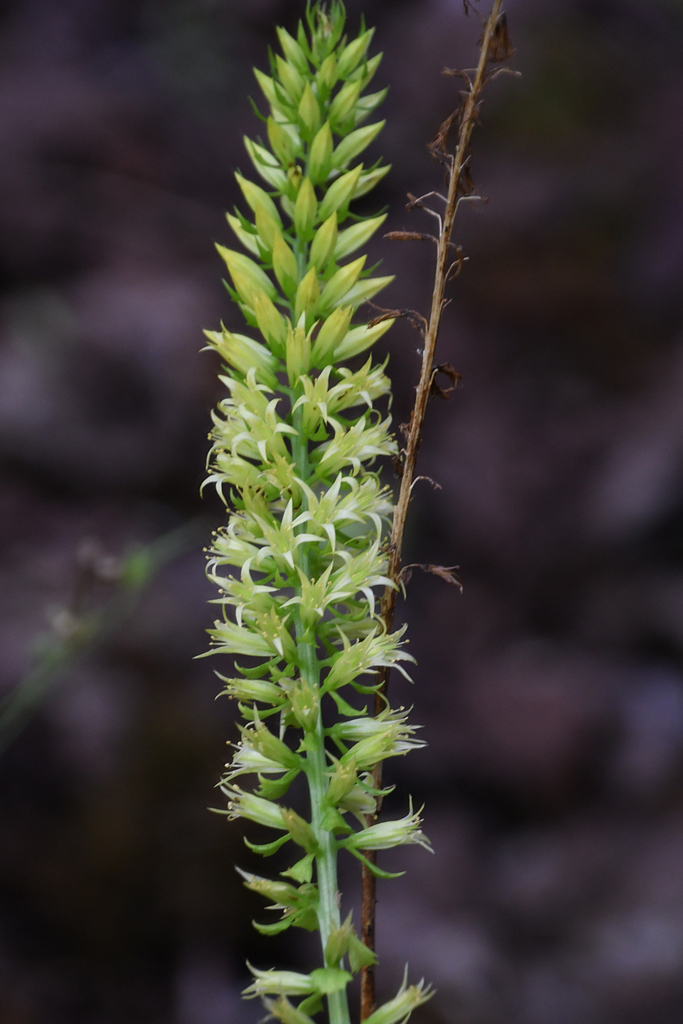 Umbilicus luteus