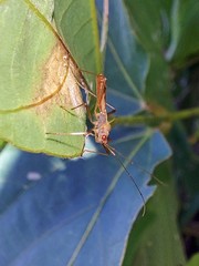 Phaenacantha bicolor