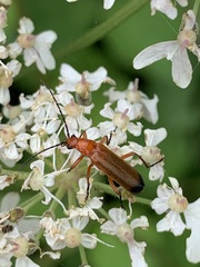 Rhagonycha fulva