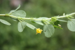 Chamaecrista rotundifolia