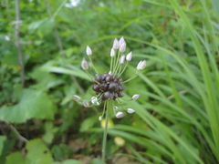 Allium macrostemon