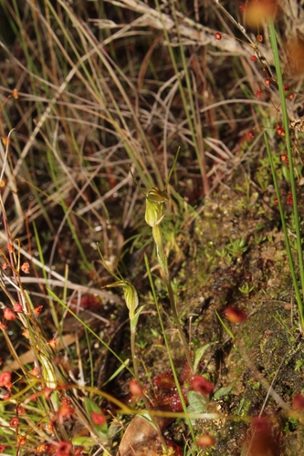 Image of Pterostylis parva by (c) Em Lamond, some rights reserved (CC BY)