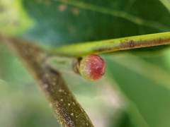 Callirhytis perditor