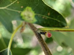 Callirhytis perditor