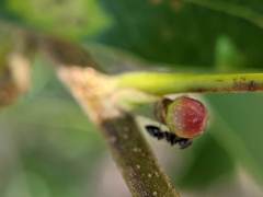 Callirhytis perditor