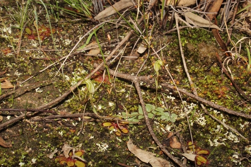 Image of Pterostylis parva by (c) Em Lamond, some rights reserved (CC BY)