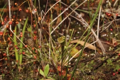 Pterostylis parva