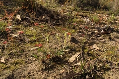 Pterostylis parva