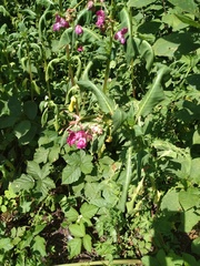 Impatiens glandulifera