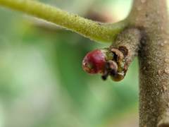 Callirhytis perditor