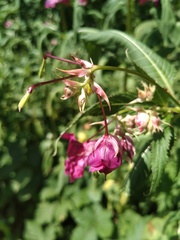 Impatiens glandulifera
