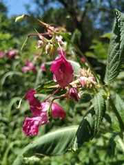 Impatiens glandulifera