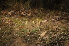 Pterostylis parva