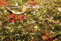 Drosera tubaestylis