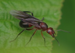 Formica truncorum
