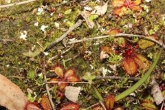 Drosera tubaestylis
