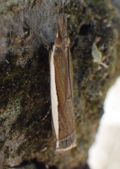 Crambus quinquareatus