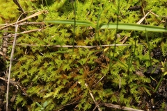 Triquetrella papillata