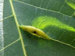 Phylloxera caryaevenae