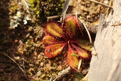 Drosera tubaestylis