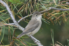 Iduna caligata