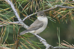 Iduna caligata