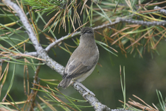 Iduna caligata