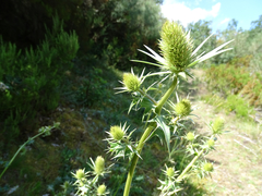 Eryngium duriaei