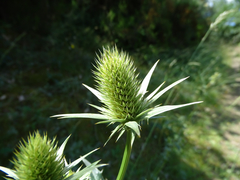 Eryngium duriaei