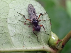 Bibio palliatus