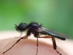 Bibio palliatus