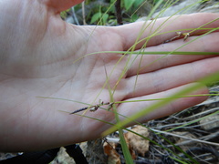 Carex globularis