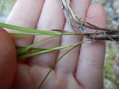 Carex globularis