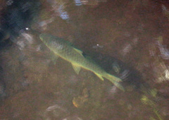 Labeobarbus marequensis