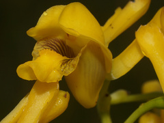 Eulophia angolensis
