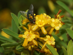 Lasiosiphon macropetalus