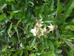 Rosa maximowicziana