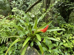 Guzmania berteroniana